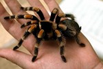 Phát minh kỳ lạ vì nọc của nhện có thể chữa chứng động kinh Dravet